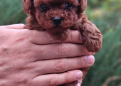 Toy Poodle Mini Yavrular